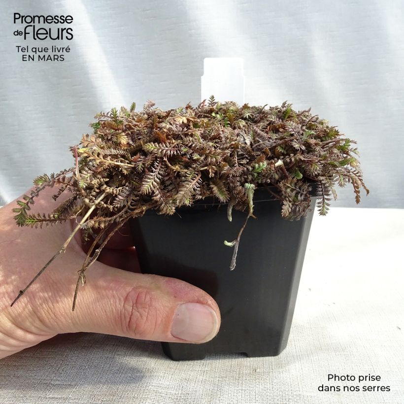 Spécimen de Leptinella potentillina - Cotule potentille Godet de 9cm tel que livré au printemps