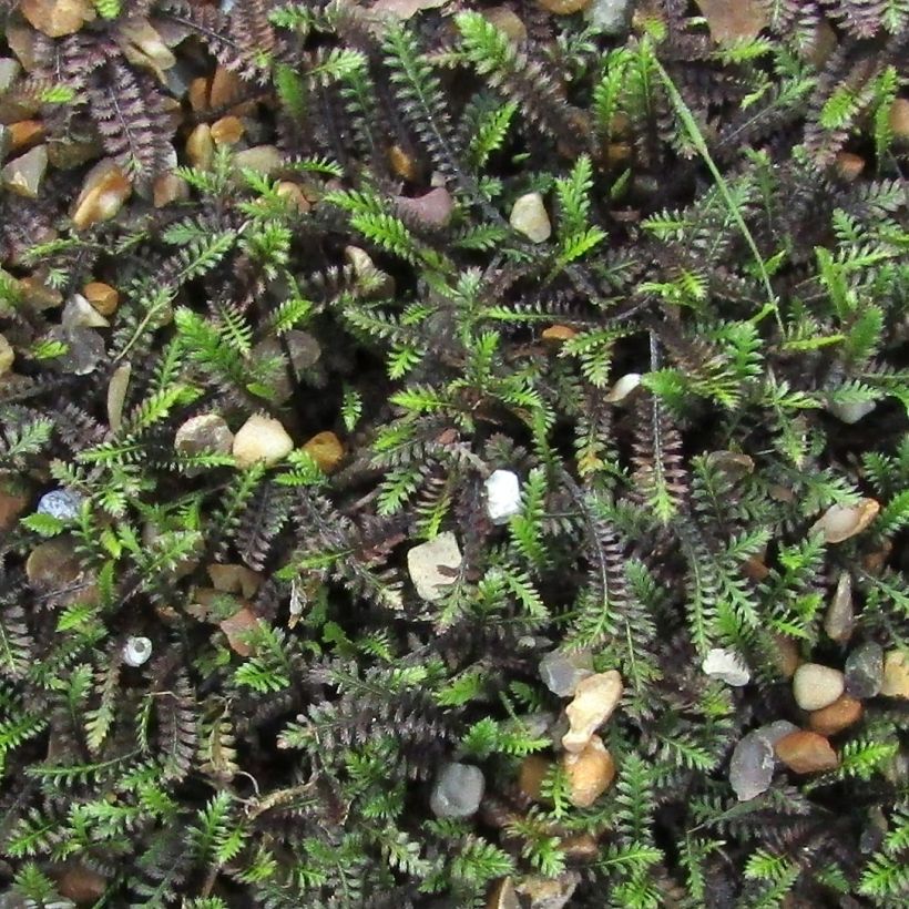 Cotule à bractées - Leptinella squalida (Feuillage)