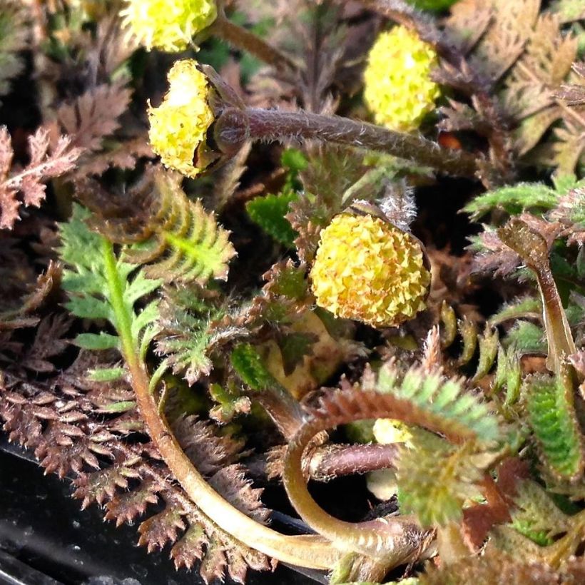 Cotule à bractées - Leptinella squalida (Floraison)