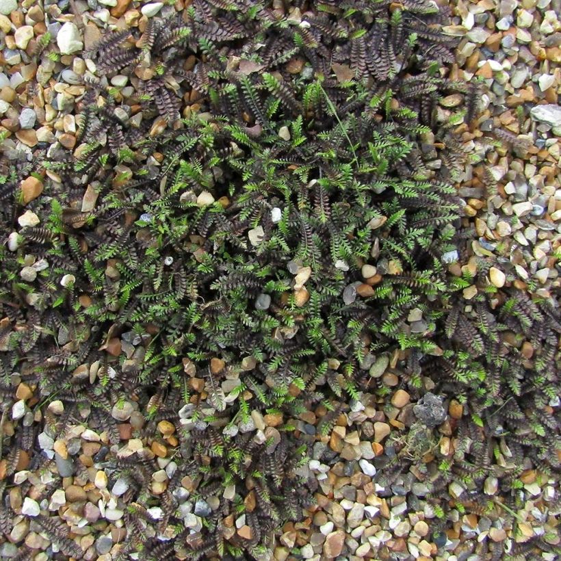 Cotule à bractées - Leptinella squalida (Port)