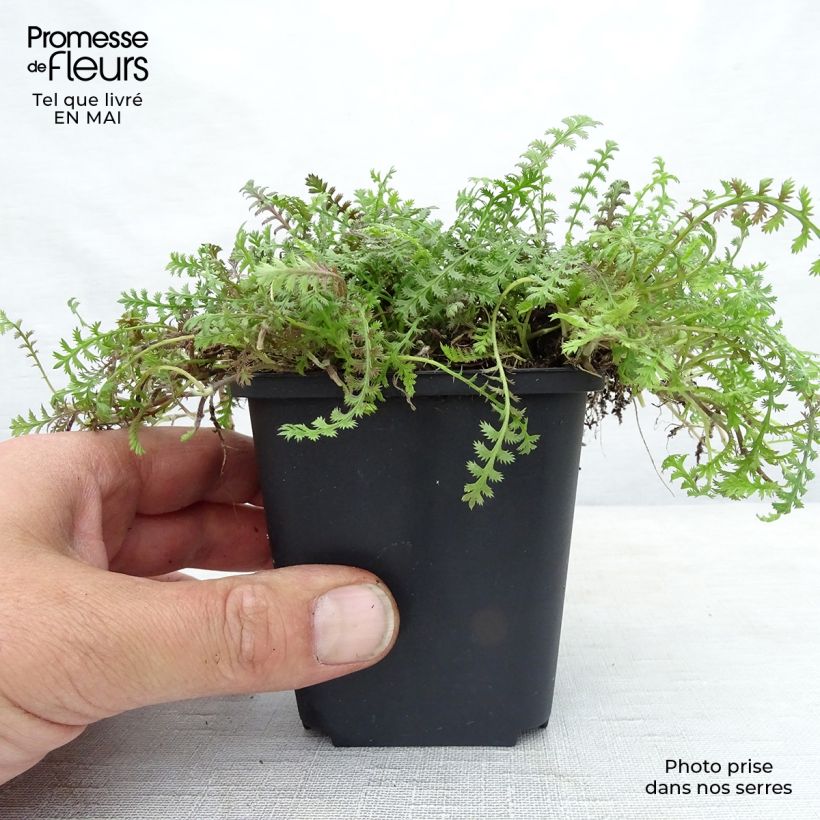 Spécimen de Leptinella squalida Platt's Black Godet de 9cm tel que livré au printemps