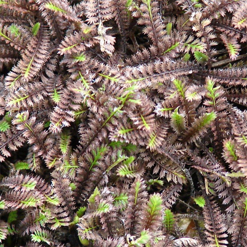 Leptinella squalida Platt's Black (Feuillage)