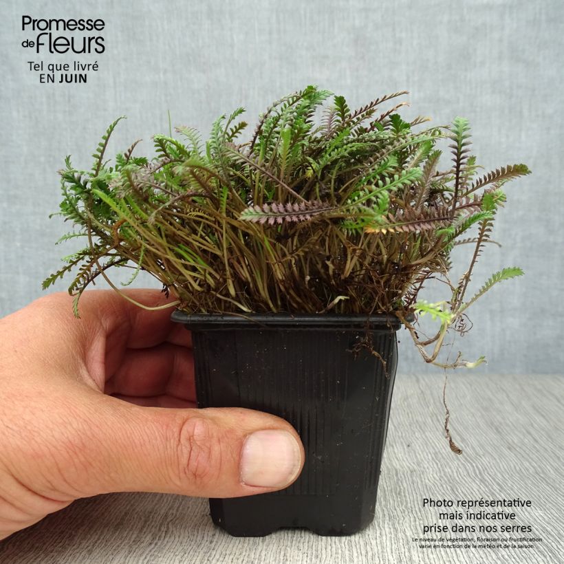 Spécimen de Leptinella squalida Platt's Black Godet de 8/9 cm tel que livré en été