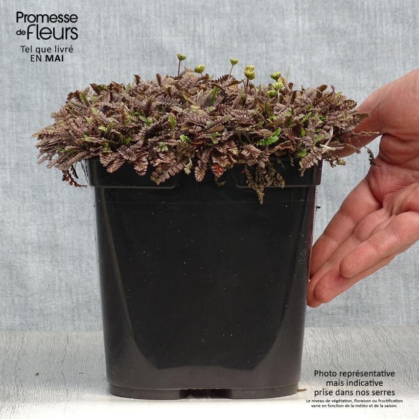 Spécimen de Leptinella squalida Platt's Black Pot de 3L/4L tel que livré au printemps