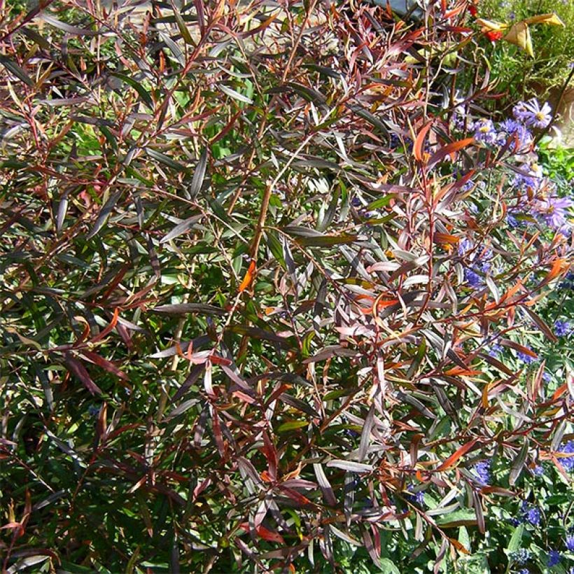 Leptospermum Copper Sheen - Arbre à thé (Feuillage)
