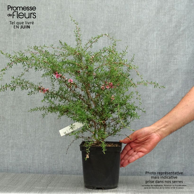 Spécimen de Leptospermum Coral candy - Arbre à thé Pot de 2L/3L tel que livré en été