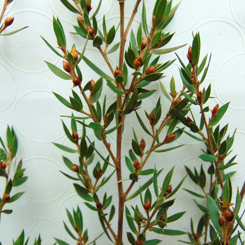 Leptospermum Karo Pearl Star - Arbre à thé (Feuillage)