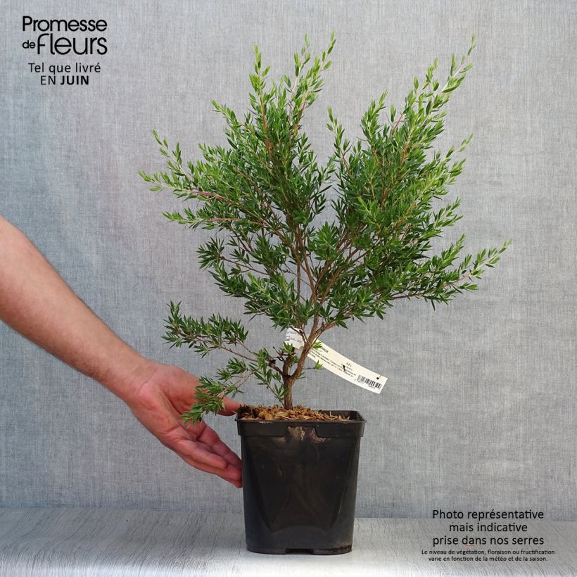 Spécimen de Leptospermum Karo Pearl Star - Arbre à thé Pot de 2L/3L tel que livré en été