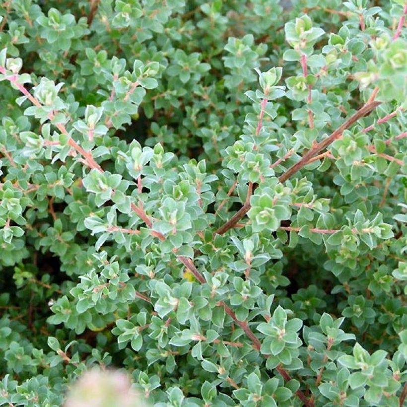 Leptospermum Karo Silver Ice - Arbre à thé (Feuillage)