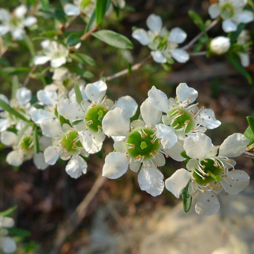 Leptospermum Karo Silver Ice - Arbre à thé (Floraison)