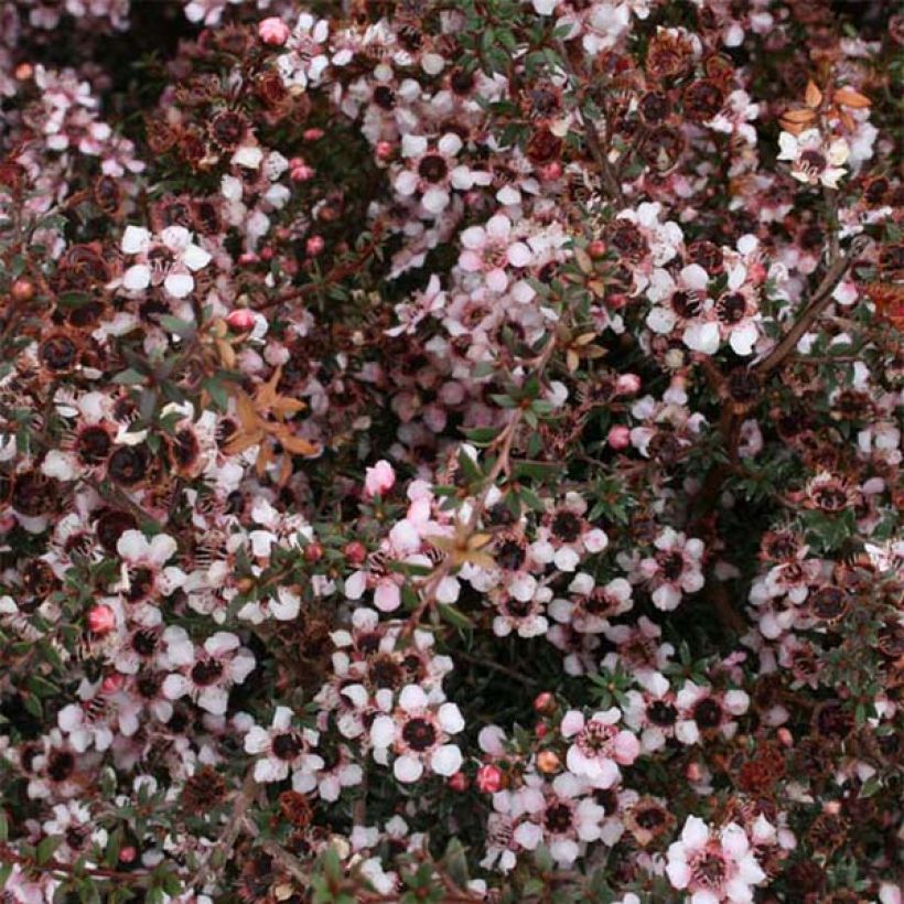 Leptospermum Nanum Tui - Arbre à thé (Floraison)