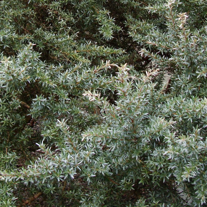 Leptospermum Silver Sheen - Arbre à thé laineux (Feuillage)