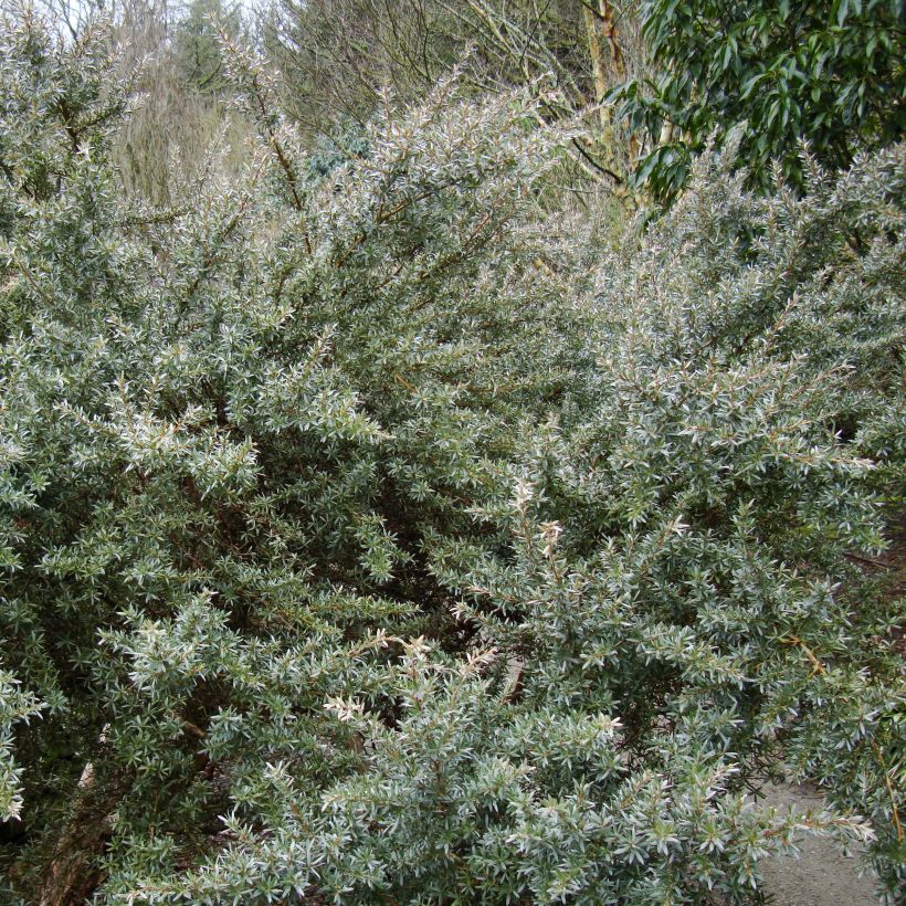 Leptospermum Silver Sheen - Arbre à thé laineux (Port)