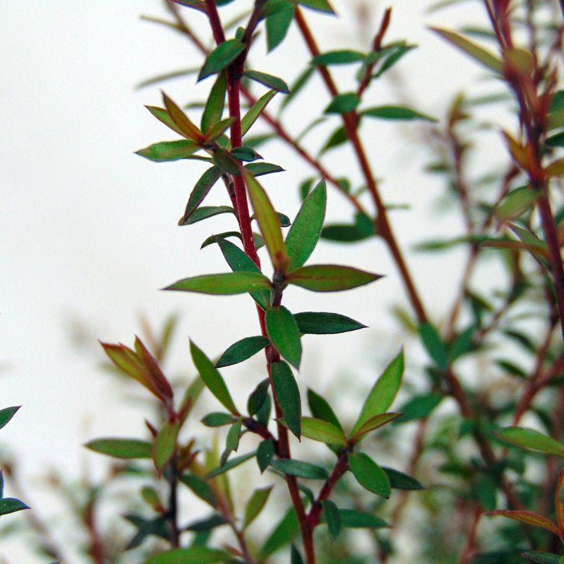 Leptospermum  Wiri Kerry - Arbre à thé (Feuillage)