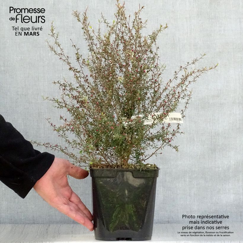 Spécimen de Leptospermum  Wiri Kerry - Arbre à thé Pot de 2L/3L tel que livré au printemps