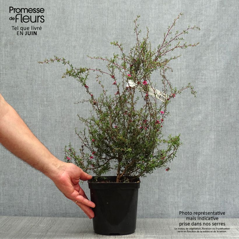 Spécimen de Leptospermum  Wiri Kerry - Arbre à thé Pot de 2L/3L tel que livré en été