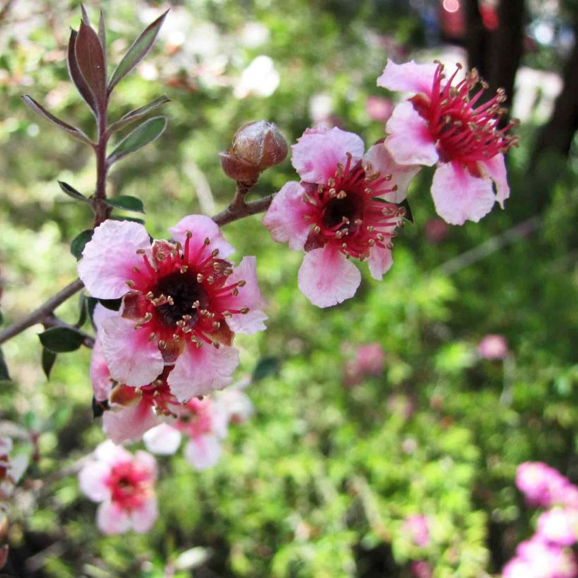 Leptospermum lanigerum Mesmer Eyes - Arbre à thé (Floraison)