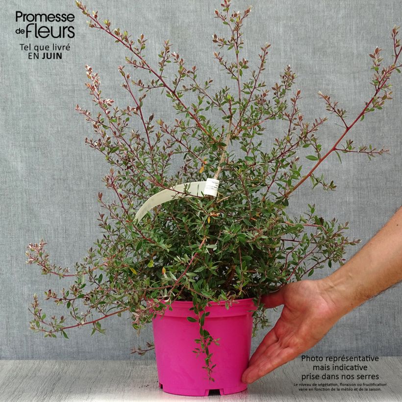 Spécimen de Leptospermum lanigerum Mesmer Eyes - Arbre à thé Pot de 2L/3L tel que livré en été