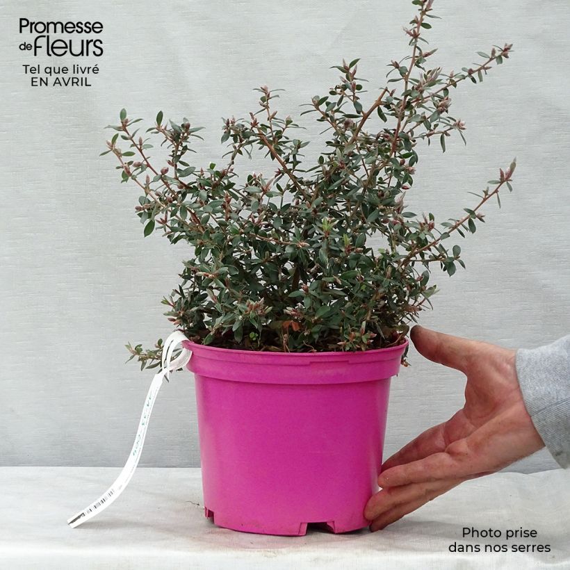 Spécimen de Leptospermum lanigerum Mesmer Eyes - Arbre à thé Pot de 3L tel que livré au printemps