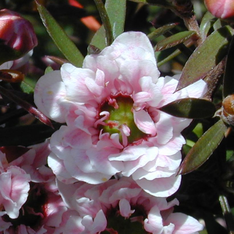 Leptospermum scoparium Apple blossom - Arbre à thé de Nouvelle-Zélande (Floraison)