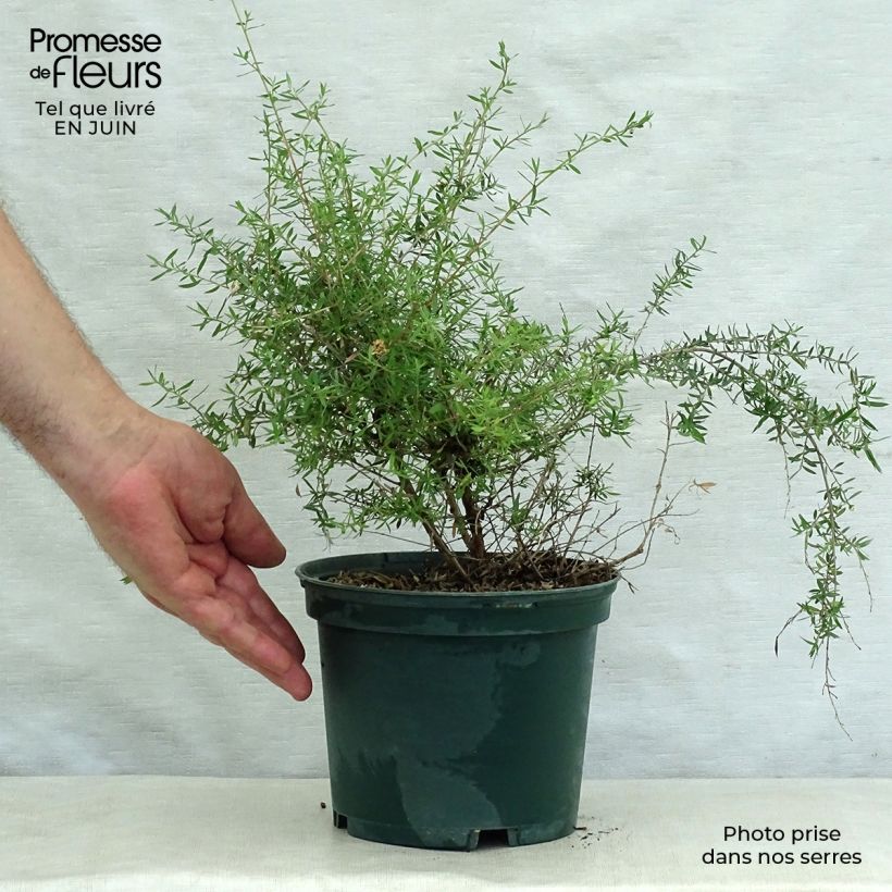 Spécimen de Leptospermum scoparium Blanc Pot de 2L/3L tel que livré en été
