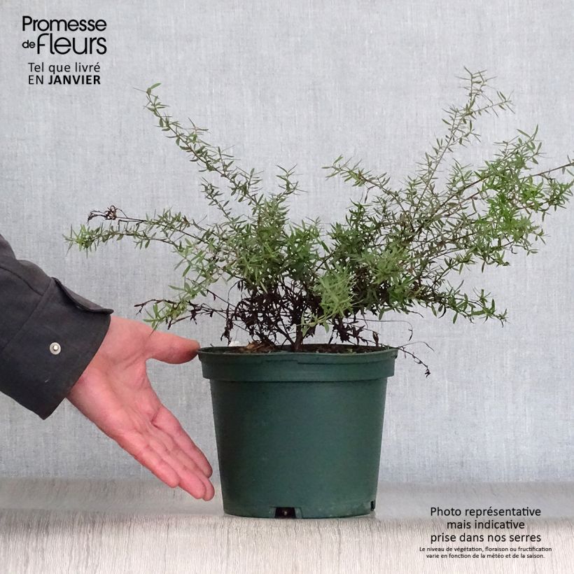 Spécimen de Leptospermum scoparium Blanc tel que livré en hiver