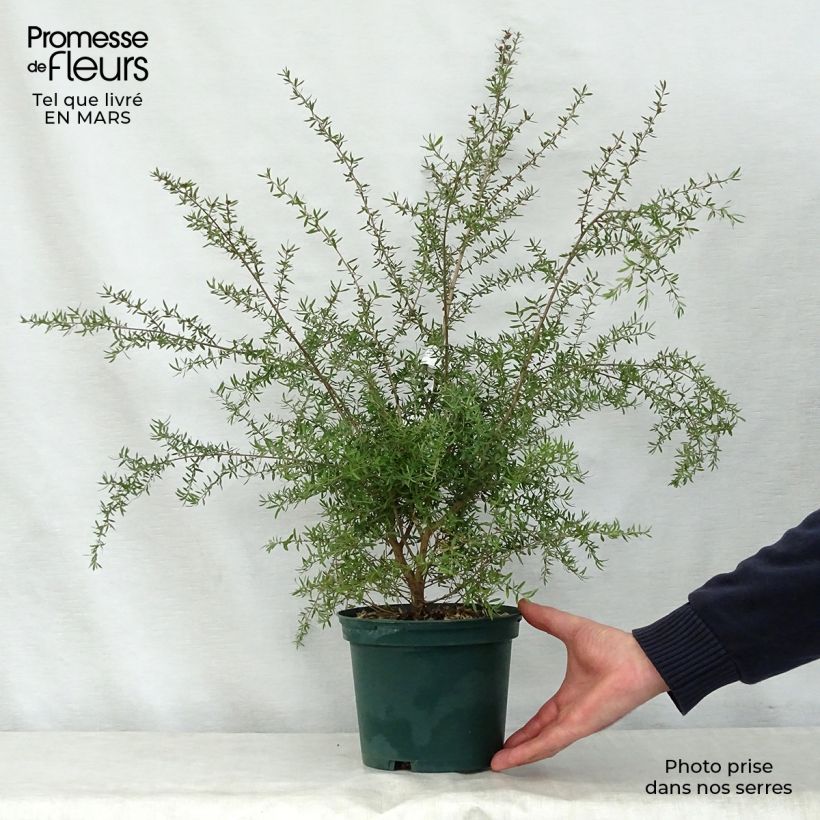 Spécimen de Leptospermum scoparium Blanc Pot de 2L/3L tel que livré au printemps