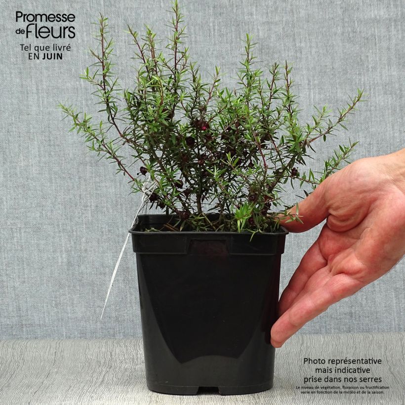 Spécimen de Leptospermum scoparium Crimson Glory - Arbre à thé de Nouvelle-Zélande Pot de 3L/4L tel que livré en été