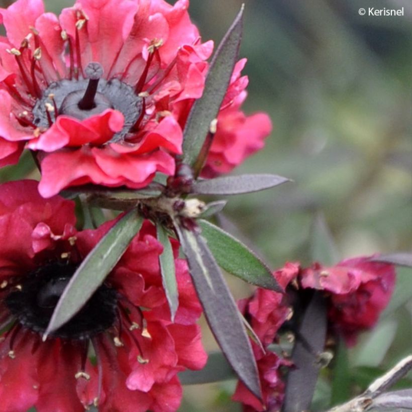 Leptospermum scoparium Crimson Glory - Arbre à thé de Nouvelle-Zélande (Feuillage)