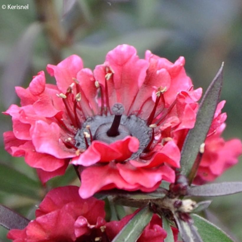 Leptospermum scoparium Crimson Glory - Arbre à thé de Nouvelle-Zélande (Floraison)