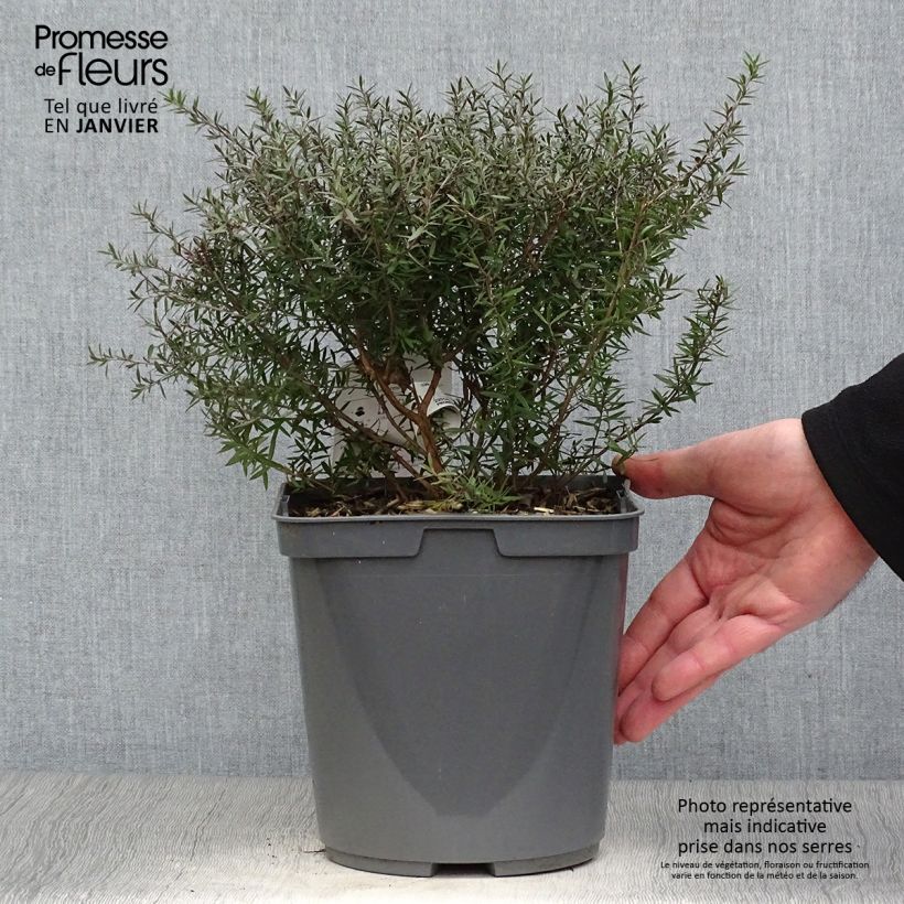 Spécimen de Leptospermum scoparium Crimson Glory - Arbre à thé de Nouvelle-Zélande tel que livré en hiver