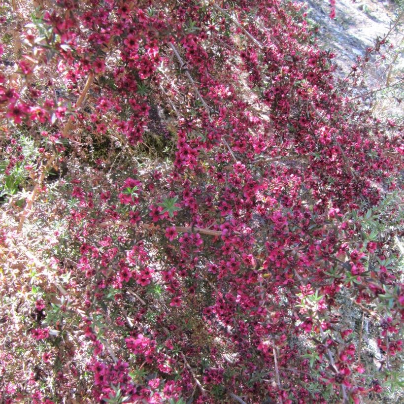 Leptospermum scoparium Jubilee - Arbre à thé (Floraison)