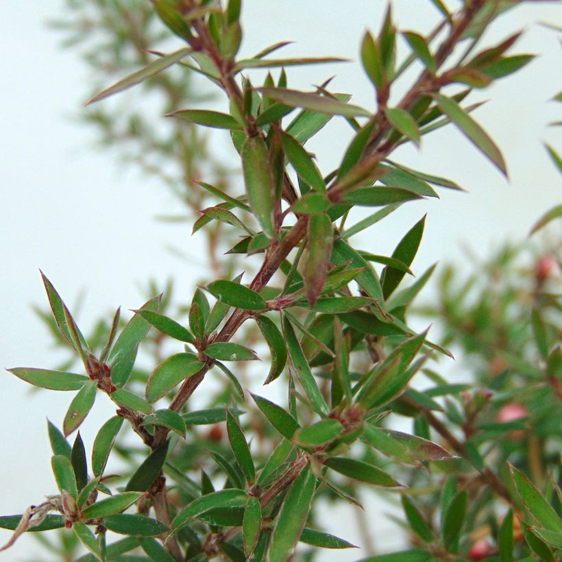 Leptospermum scoparium Jubilee - Arbre à thé (Feuillage)