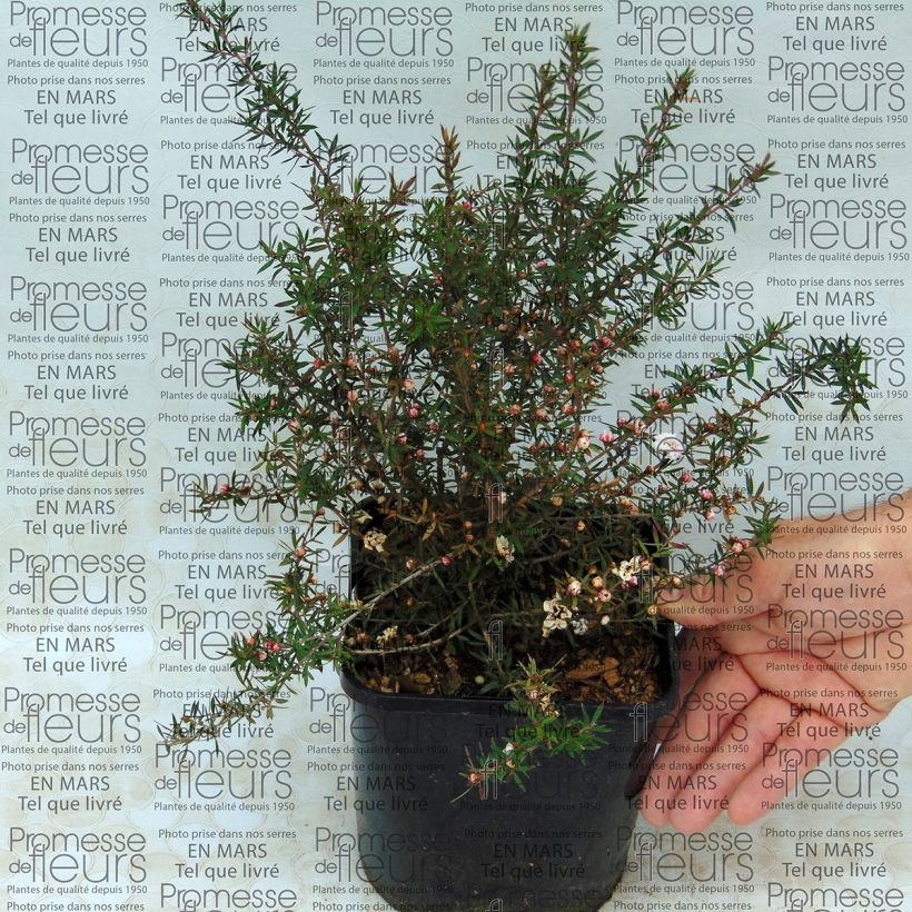 Exemple de spécimen de Leptospermum scoparium Jubilee - Arbre à thé Pot de 2L/3L tel que livré
