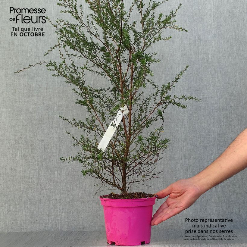 Spécimen de Leptospermum  scoparium Martini - Arbre à thé tel que livré en automne