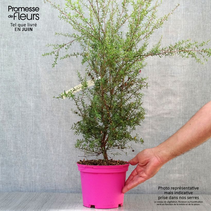 Spécimen de Leptospermum  scoparium Martini - Arbre à thé Pot de 2L/3L tel que livré en été
