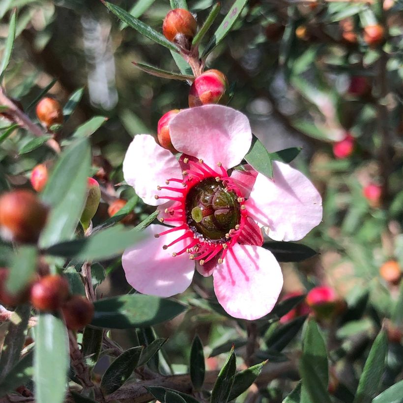 Leptospermum  scoparium Martini - Arbre à thé (Floraison)