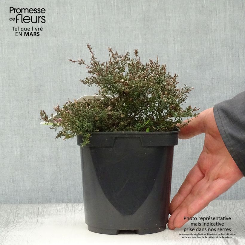 Spécimen de Leptospermum scoparium Nanum Kiwi - Arbre à thé de Nouvelle-Zélande Pot de 2L tel que livré au printemps