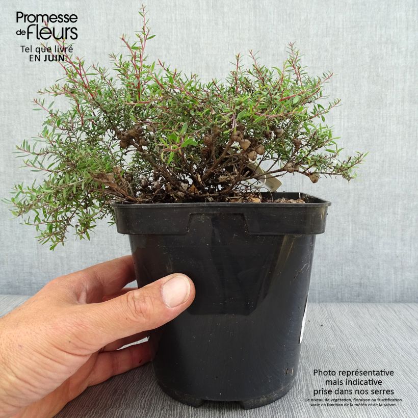 Spécimen de Leptospermum scoparium Nanum Kiwi - Arbre à thé de Nouvelle-Zélande Pot de 2L/3L tel que livré en été