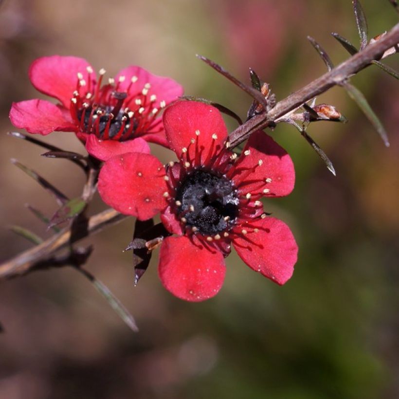 Leptospermum scoparium Nanum Kiwi - Arbre à thé de Nouvelle-Zélande (Floraison)