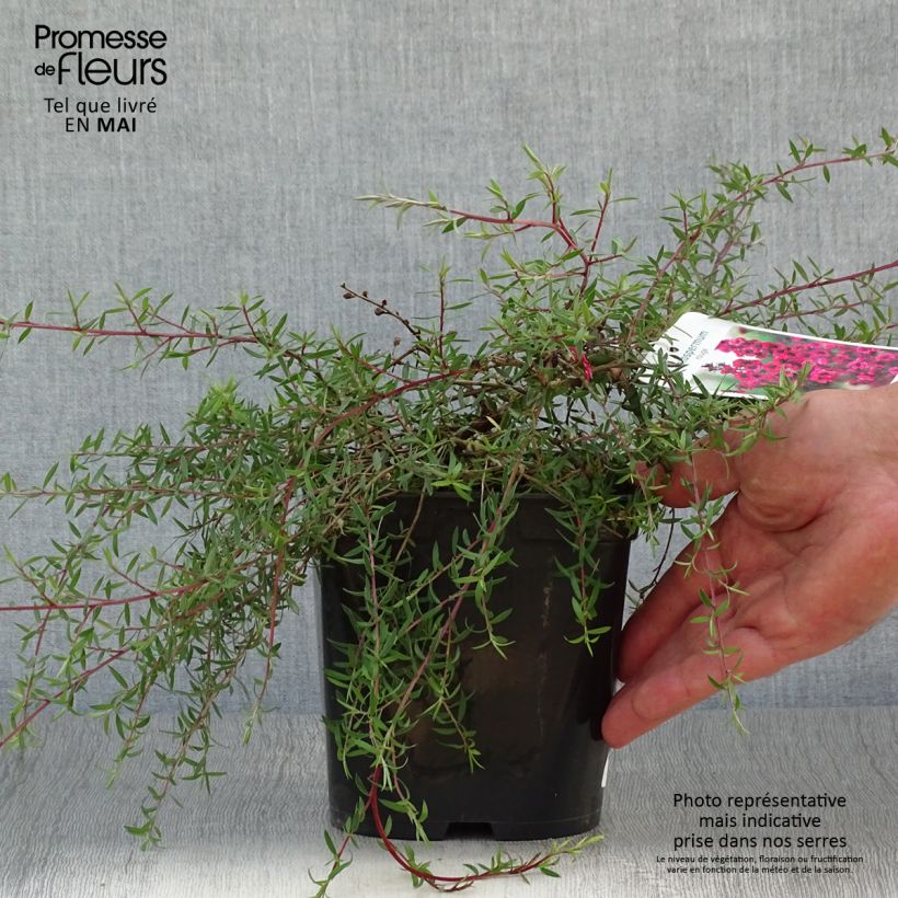 Spécimen de Leptospermum scoparium Red Falls - Arbre à thé de Nouvelle-Zélande tel que livré au printemps