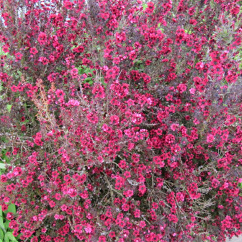 Leptospermum scoparium Red damask - Arbre à thé (Floraison)