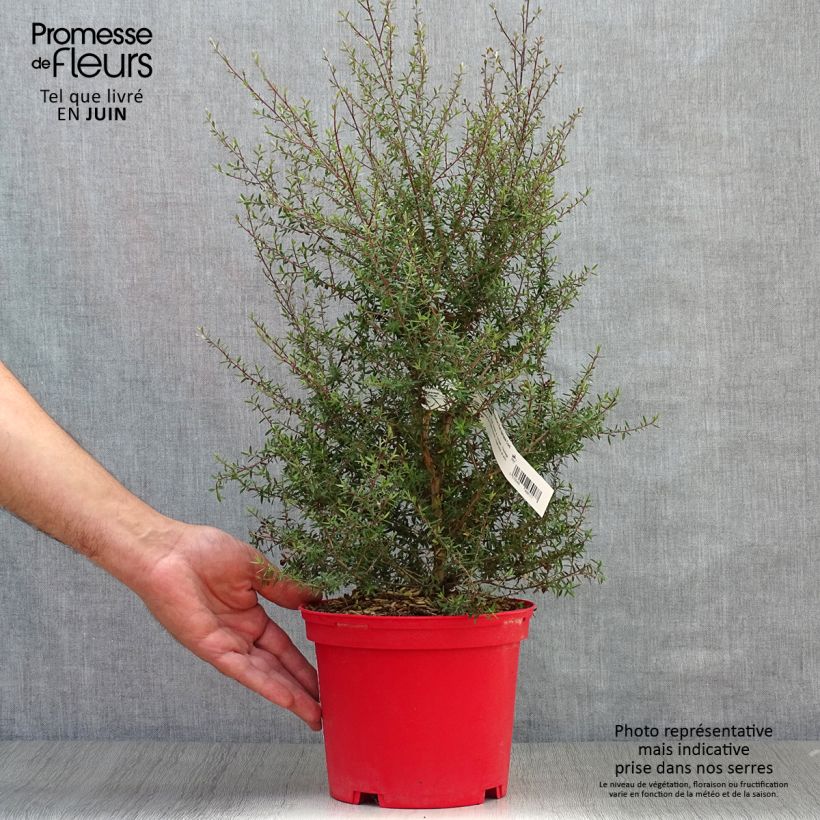 Spécimen de Leptospermum scoparium Red damask - Arbre à thé Pot de 3L/4L tel que livré en été