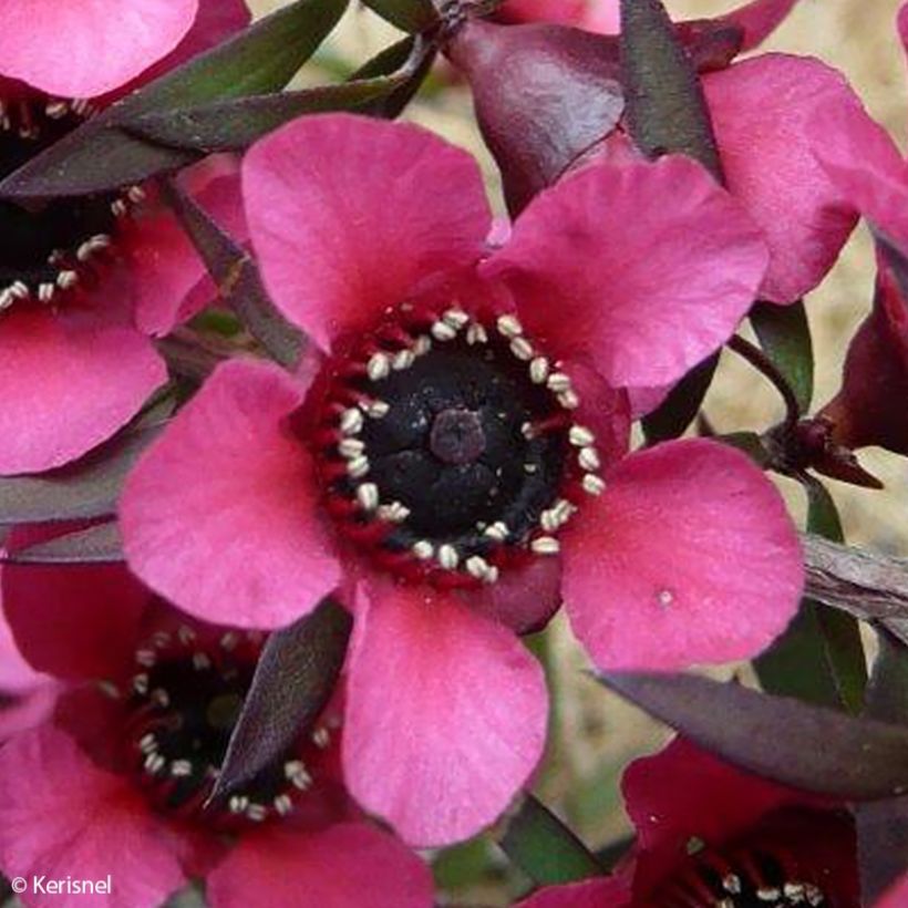 Leptospermum scoparium Red Falls - Arbre à thé de Nouvelle-Zélande (Floraison)