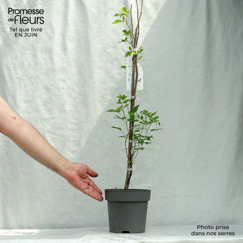 Example of Lespedeza thunbergii as you get in ete