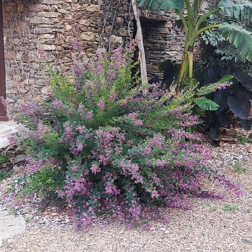 Lespedeza liukiuensis Little Volcano - Trèfle en arbre (Port)