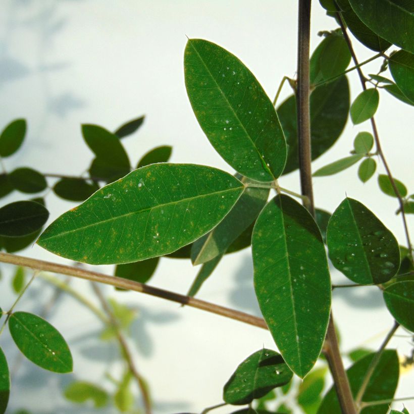 Lespedeza thunbergii (Feuillage)