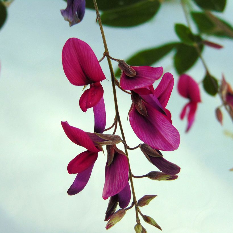 Lespedeza thunbergii (Floraison)