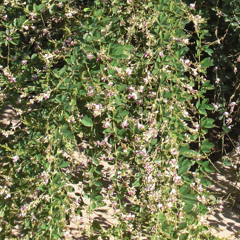 Lespedeza thunbergii Edo-Shibori (Feuillage)