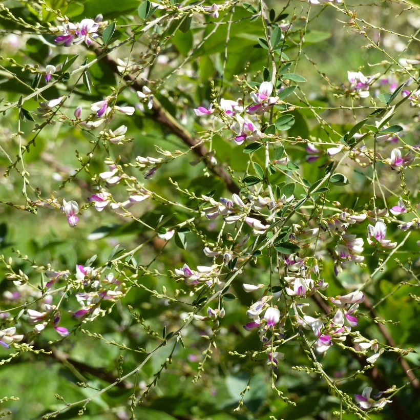 Lespedeza thunbergii Edo-Shibori (Floraison)